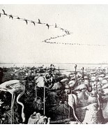 Flamingo Colony With Nests In Coastal Environment 1936 Bird Print Nature... - $372.61 MXN
