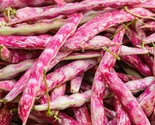 Pink Cranberry Bean Seeds Dwarf Horticultural Taylor Italian Borlotti Seed  - £4.75 GBP