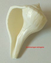 Small Dakshinavarti Shankh Rare Highly Spiritual Divine Conch Right Handed - £34.98 GBP