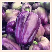 75 Purple Beauty Pepper Sweet Mild Bell Capsicum Annuum Vegetable Seeds ... - $15.20
