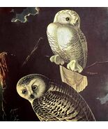 Snowy Owl 1950 Lithograph Art Print Audubon Bird First Edition DWU14D - $42.03 CAD