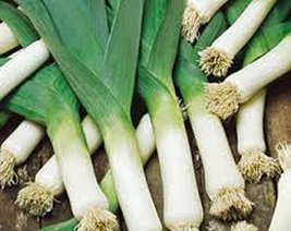 Leek, American Flag Leek Seeds,, Non GMO, 50 Seeds PER Package, Great for Salads - £1.56 GBP