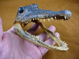 G-Def-289) 4-1/8&quot; Deformed Gator Alligator Head Jaw Teeth Taxidermy Weird Gators - £30.63 GBP