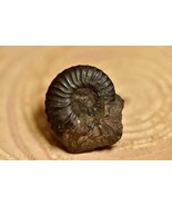 GORGEOUS FOSSIL!!! Dufrenoyia Colombia Ammonite Display Peice (27mm) - $54.93 CAD