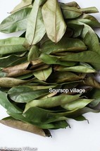 Shadow Dried Soursop Graviola Annona Muricata - \250 Leaves - $10.00