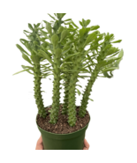 Euphorbia &#39;Sausage Spurge&#39;-4&quot;Pot - $716.86 MXN