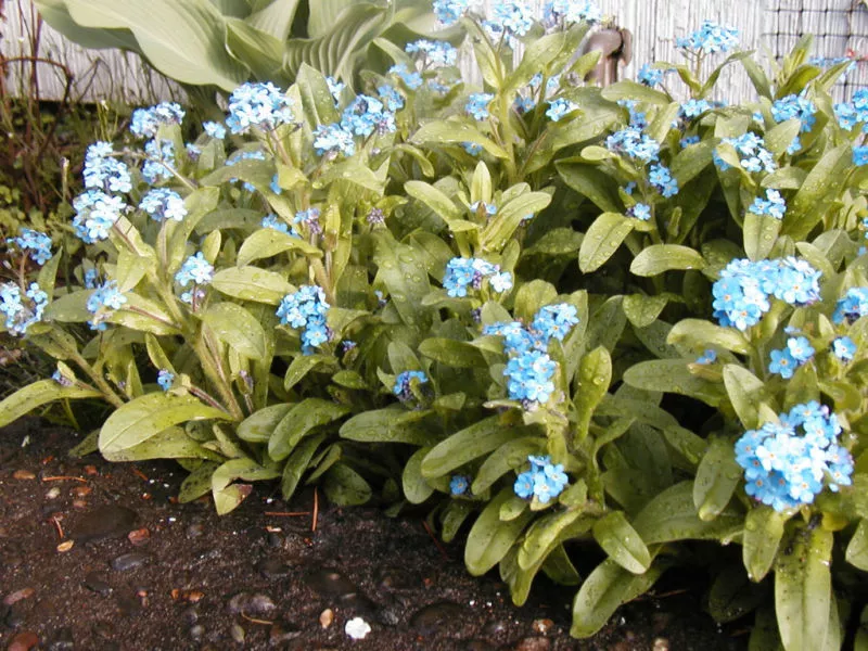 forgetmenot PERENNIAL MYOSOTIS blue flower 400 SEEDS - £4.87 GBP