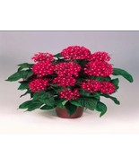 25 Pelleted Seeds, Beautiful Pentas Graffiti Bright Red Pentas (Star Flo... - $27.83