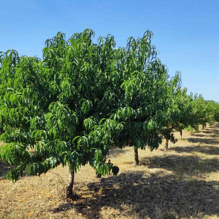 Belle Of Georgia Peach Fruit Tree Bareroot New Fast Shipping - $45.48