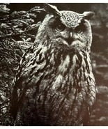 Eagle Owl Art Print Black And White Birds Of Prey Vintage Nature 1979 DW... - €25,85 EUR