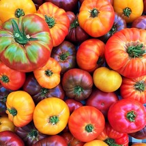 KKG Rainbow Mix Beefsteak Tomato Seeds Mixed Colors Tomatoes Fresh Garden - $7.89