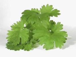 Guashi Store 1000 Seeds Cilantro Corriander Chinese Parsley Coriandrum Sativum H - $10.00