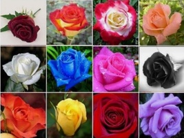 20 Seeds Beautiful Mixed Color Rose Seeds Flower Plant - £6.48 GBP