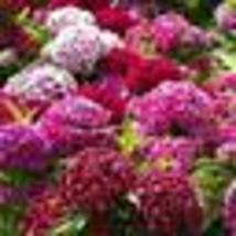 200 Seeds! Sweet William Dianthus Herald Of Spring Mix Partial Shade Ok Non-GMO - £9.45 GBP