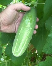 25 White Spine Cucumber Hybrid Cukes Planting Seeds Vegetable Garden Pic... - $13.89