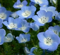 300 Seeds Baby Blue Eyes Quick Setup With Heirloom Garden Seeds - £6.60 GBP