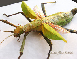 Giant Pink Walking Stick Winged Jungle Nymph Heteropteryx Dilatata Shado... - $119.99