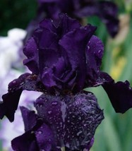 85175 anvil of darkness bearded iris 1 thumb200