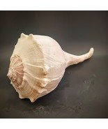 White Lightening Whelk Conch Large 12.25”Shell Ocean Swirl Point Horn Un... - $707.73 MXN