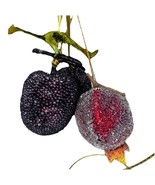 3 Vintage Sugared Beaded Fruit Ornaments Lychee Sugar Plum Pomegranate 3... - $285.10 MXN