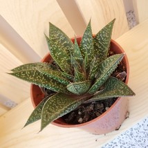 Gasteraloe Succulent, Live 'Gasteraloe Flow' Houseplant, Gasteria Aloe 3" plant image 3