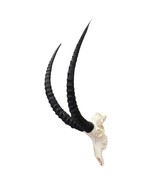Big Sable Skull 37&quot;- Deer Skull - Real African Antelope Horns &amp; skull 42... - €601,12 EUR