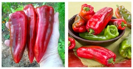 NEW ! Giant Marconi Pepper Plant - Italian - Sweet Red - 2.5&quot; Pot - £27.51 GBP