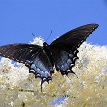 Fresh New 50 White Butterfly Bush Buddleia Davidii Flower Seeds USA Seller - £11.19 GBP