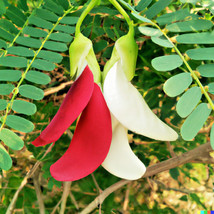 20 Seeds Vegetable Hummingbird Tree Mix (Sesbania Grandiflora) Agati Flower US S - £10.51 GBP