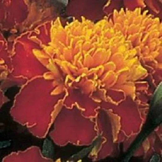 50 Marigold Janie Spry French Marigold Seeds Fresh Seeds - £18.13 GBP