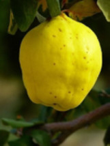 1 year old 8-12” tall Cydonia Provence Quince Dormant starter plant - £29.21 GBP