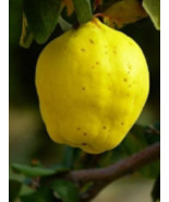 1 year old 8-12” tall Cydonia Provence Quince Dormant starter plant - $37.00