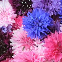 SML Cotton Candy Mix Tall Bachelor Button Seeds Cornflower Edible Bulk S... - $12.69