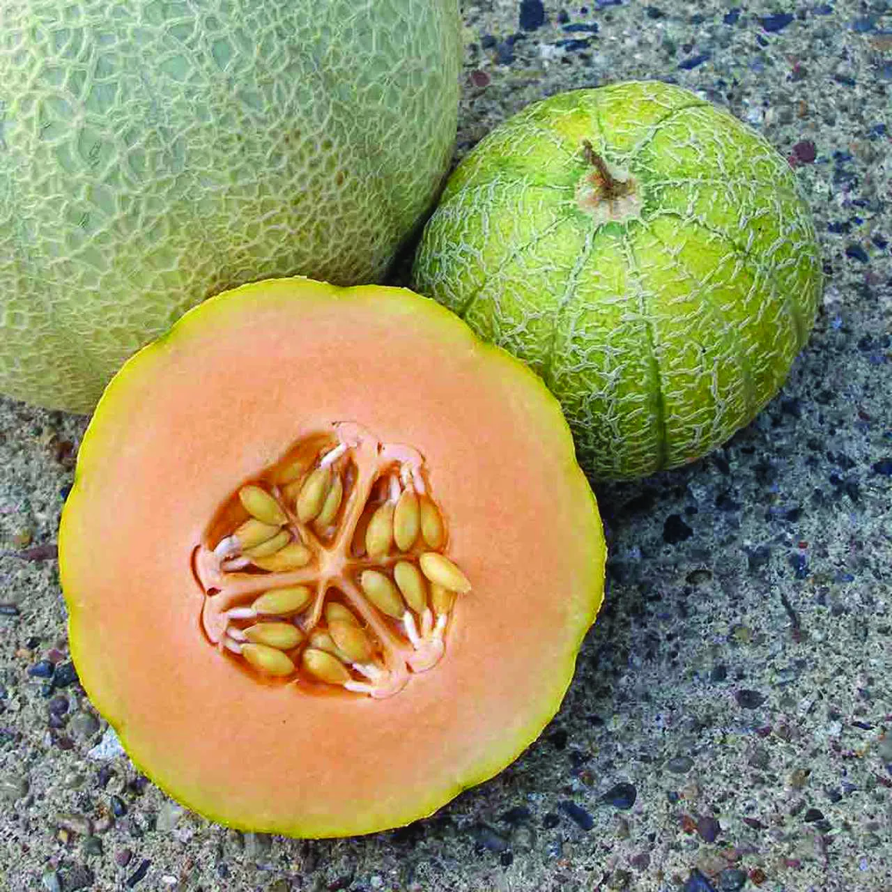 Minnesota Midget Cantaloupe Seeds 25 Mini Melon Fruit Fresh Seeds - £6.75 GBP