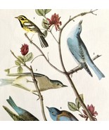 Bluebirds Warbler Bird 1946 Color Art Print John James Audubon Nature DWV2G - €34,85 EUR