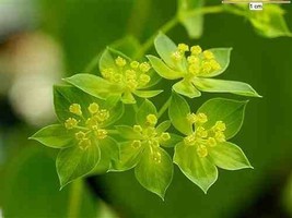 New 40 Green Gold Bupleurum Flower Seeds Filler For Bouquets Hare&#39;S EarF... - £6.45 GBP