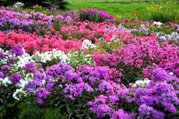 10 Tall Phlox Paniculata Mixed Colors &#39;New Hybrids Mix&#39; Flower Seeds Fresh - £9.59 GBP