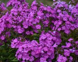 50 Cover Girl Phlox Seeds Flower Perennial Seed Flowers Fresh Gardening - $9.38