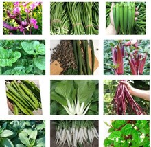 15 Packets Asian Vegetable Seeds Bittemelon Hyacinth Bean Winged Bean &amp; More USA - £32.87 GBP