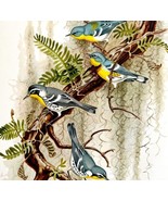 Yellow Throated And Parula Warblers 1957 Lithograph Bird Print John H Di... - $49.99