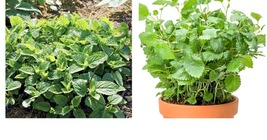 Lemon Balm Seeds(Melissa Officinalis)Common BalmMint Sweet Balm 800+Seeds - £22.37 GBP