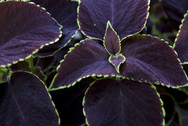 VP Black Prince Coleus - Year Round Planting - Best Seller / 25/Ts - £5.50 GBP