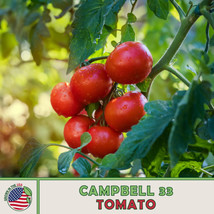 100 Seeds Campbell 33 Tomato Heirloom Seeds Ensure Quick Beautiful Gardens - $8.35