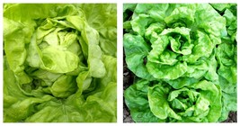 480 seeds Ball Lettuce Vegetable Seeds Potted Plant Seeds - £14.33 GBP
