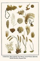Cnidarians, Moss animals, Sea Worm, Coral Weeds, Hydroid, Bottle Brushes... - $19.97