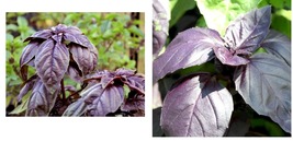 Purple Sweet Basil with Giant Leaves 500 Seeds Ocimun Basilicum Perillaseed  - £17.52 GBP