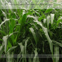 High Quality Feed Hybrid Mexico Corn Grass Seeds, Professional Pack, 500 grams / - £28.93 GBP