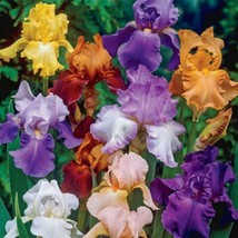 USA Seller 20 Seeds Mixed Color Iris Seeds Fragrant Flower Plant - £7.40 GBP