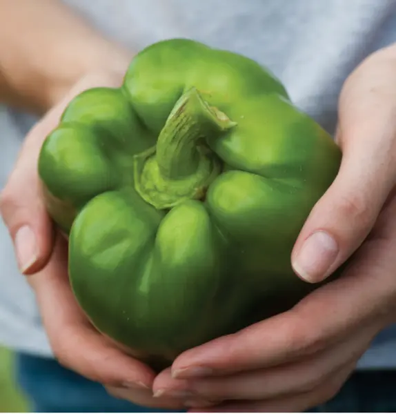 Pepper Emerald Giant Bell Fresh Organic Seeds Heirloom Non Gmo - £5.52 GBP