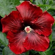 20 Dark Red Hibiscus Seeds Flowers Perennial Flower - £7.86 GBP